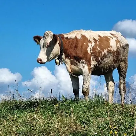 Gyarmaty 상트조한인티롤